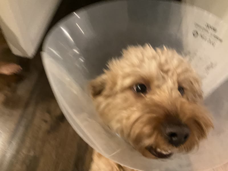 the cone era 😅