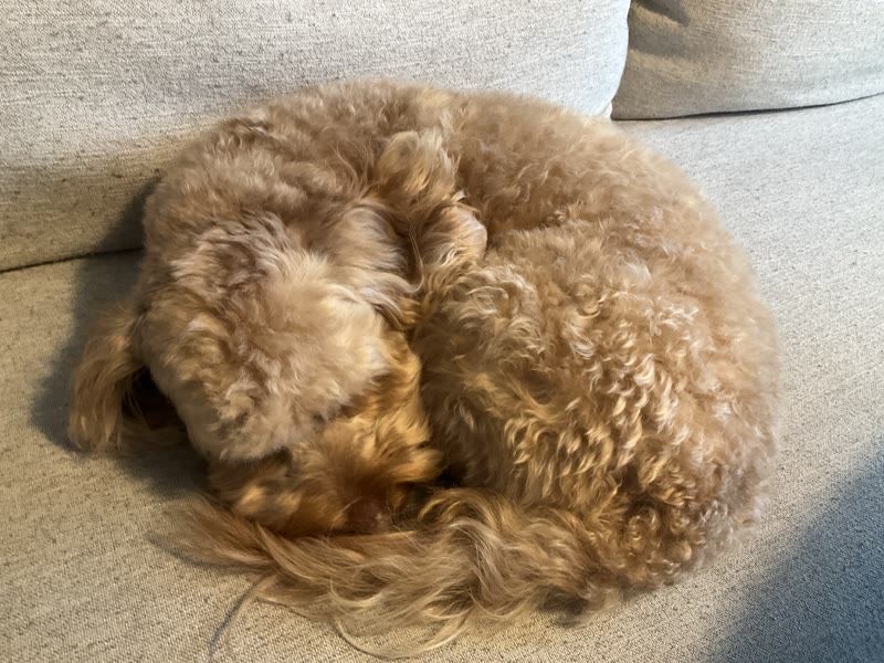 donut mode 🍩