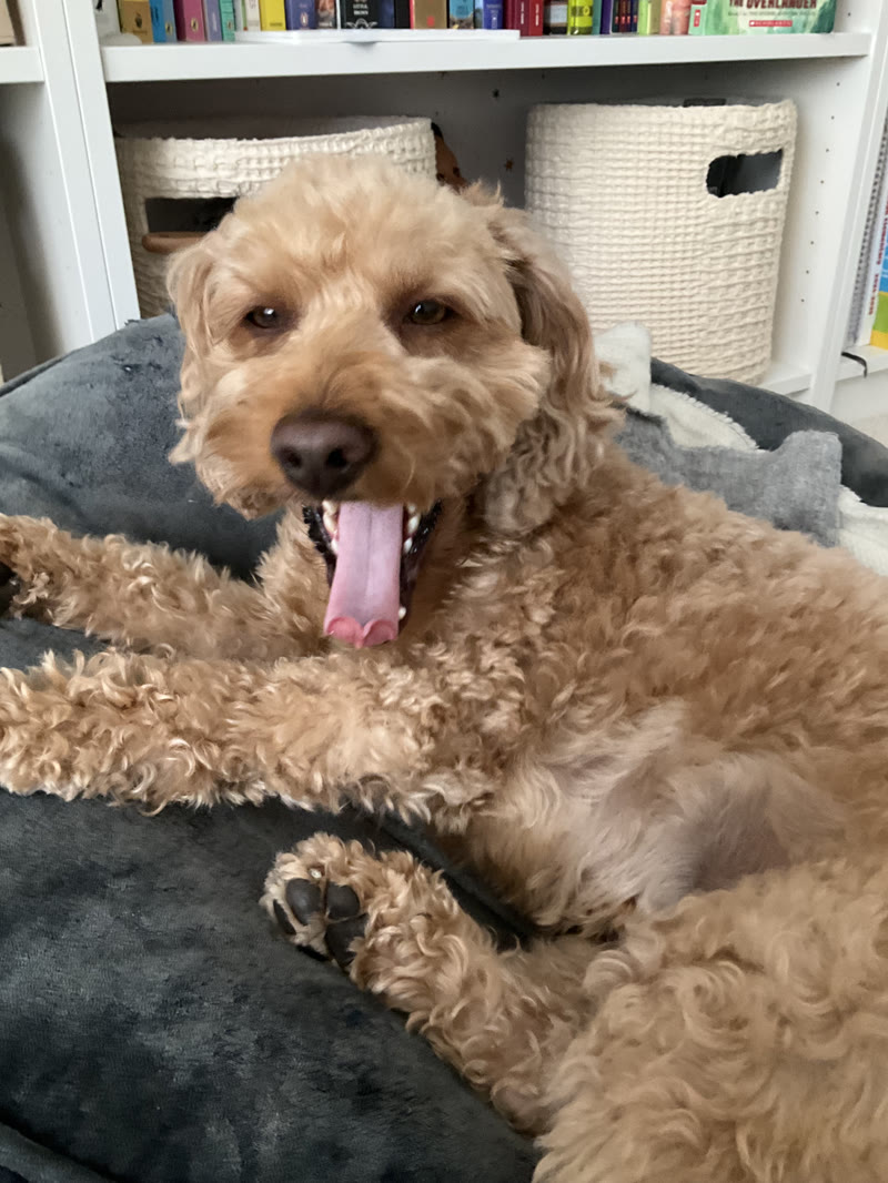 tongue out tuesday 😛